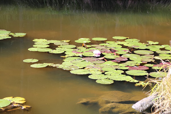 Koi Pond