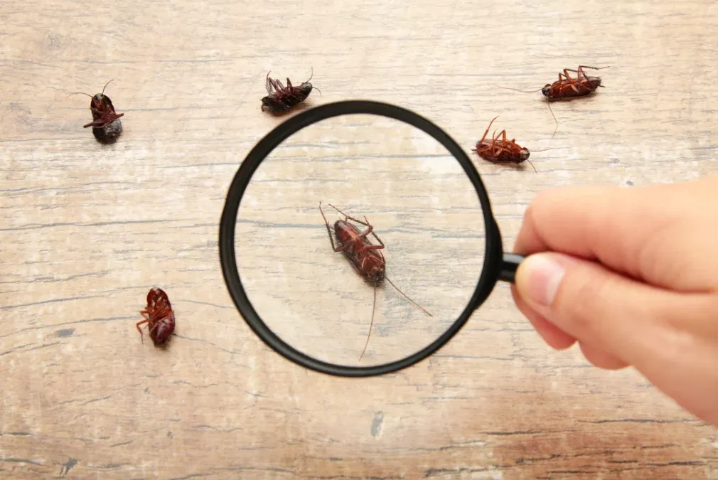Cockroaches in the City: What Attracts Them and How to Get Rid of Them for Good