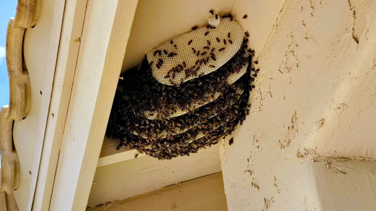 Why Beehive Control Should Be Left to the Pros in Arizona